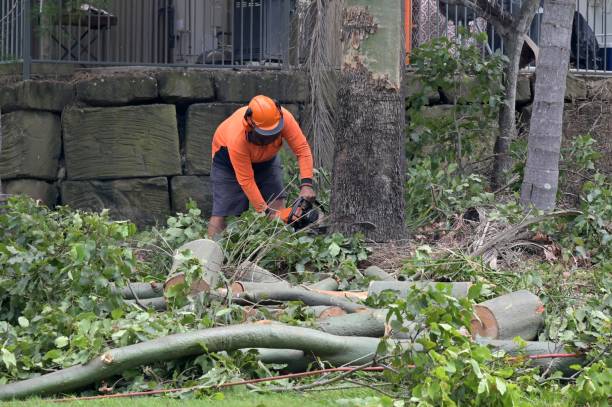 How Our Tree Care Process Works  in  South San Gabriel, CA